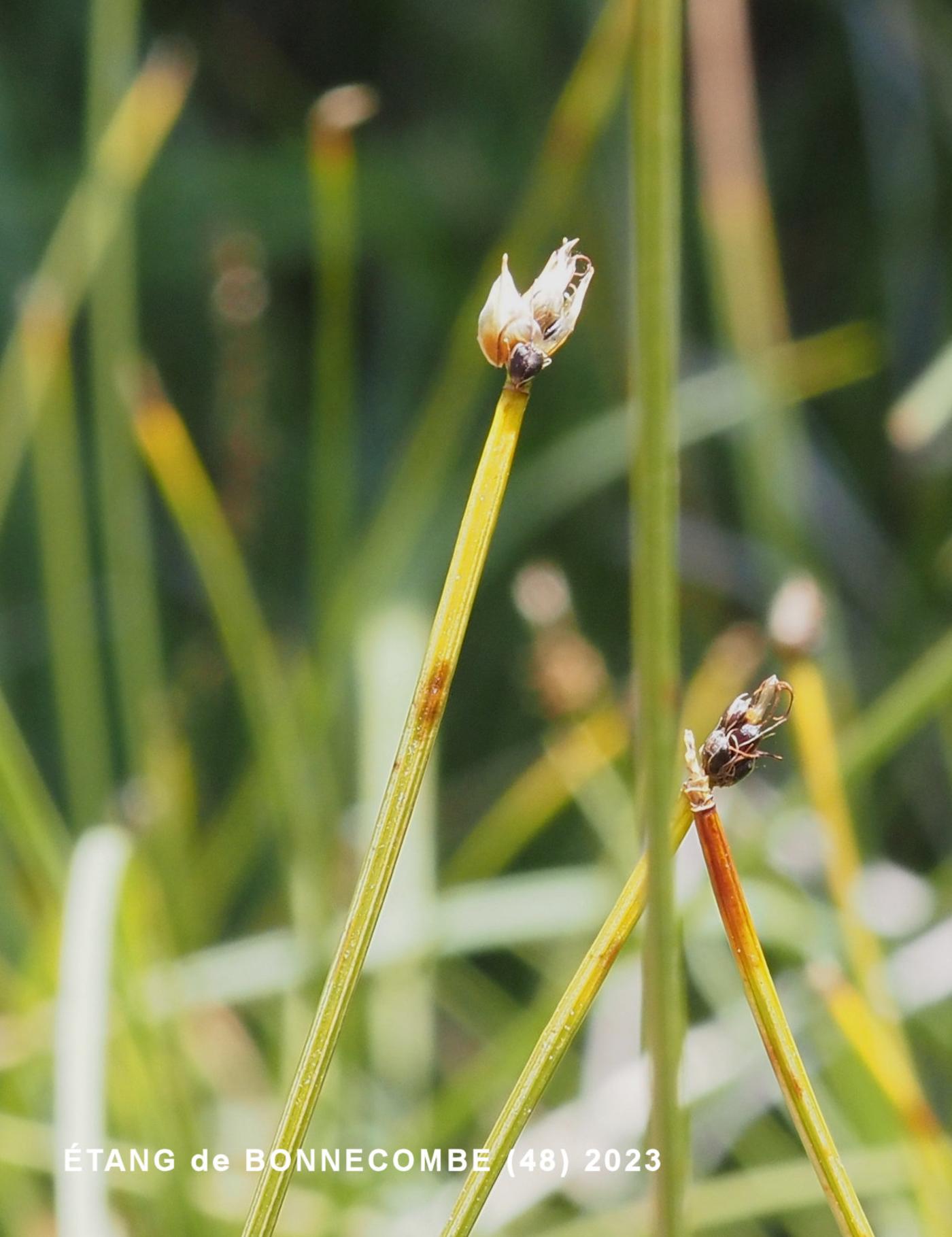 Deer Grass flower